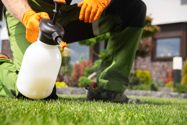 Wasp Removal Services in Cimarron Hills, CO