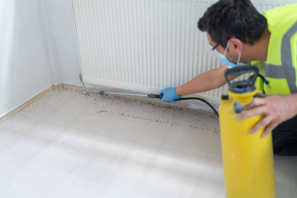 Best Rat Extermination Near Me  in Cimarron Hills, CO